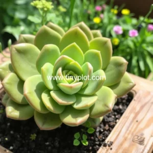 Read more about the article Budget-friendly gardening gifts for green thumbs in fargo, moorhead, and west fargo!